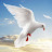@shanndarkabootar9165 Avatar