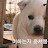 @훔쳐보는시라소니