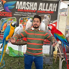 Mashallah Parrot House