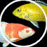 mXHu872kfpM-channel-avatar-Fins & Scales
