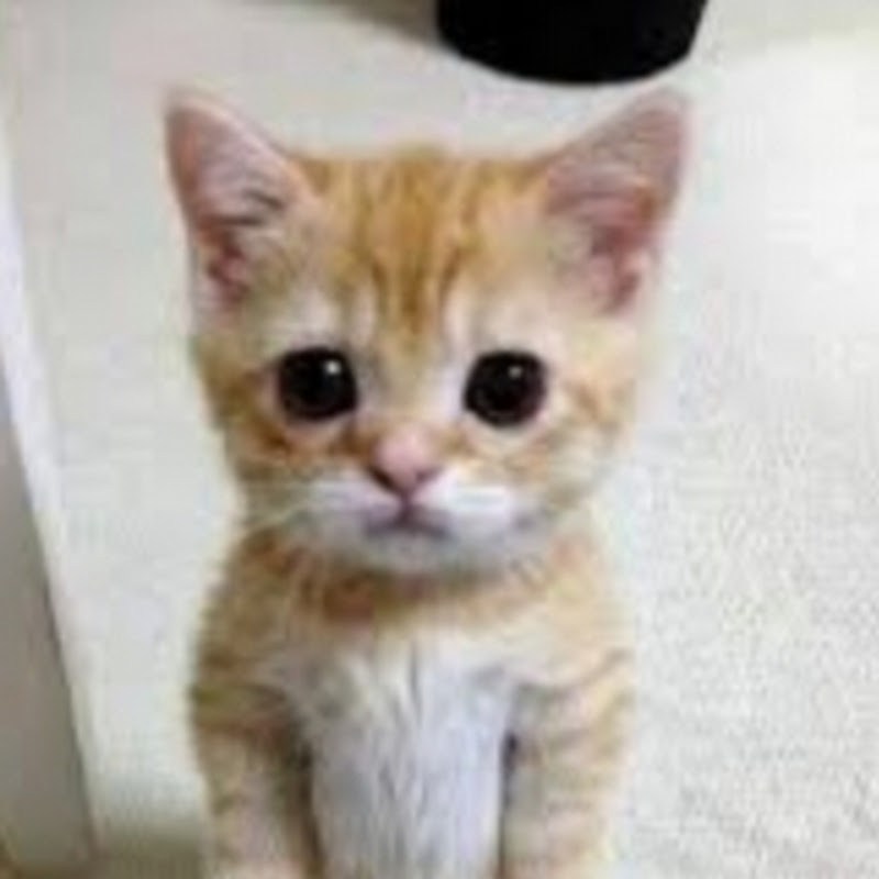 Cat Commenter (ur lucky)