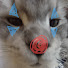 QP-OKr8IIA8-channel-avatar-GatoPalhaço