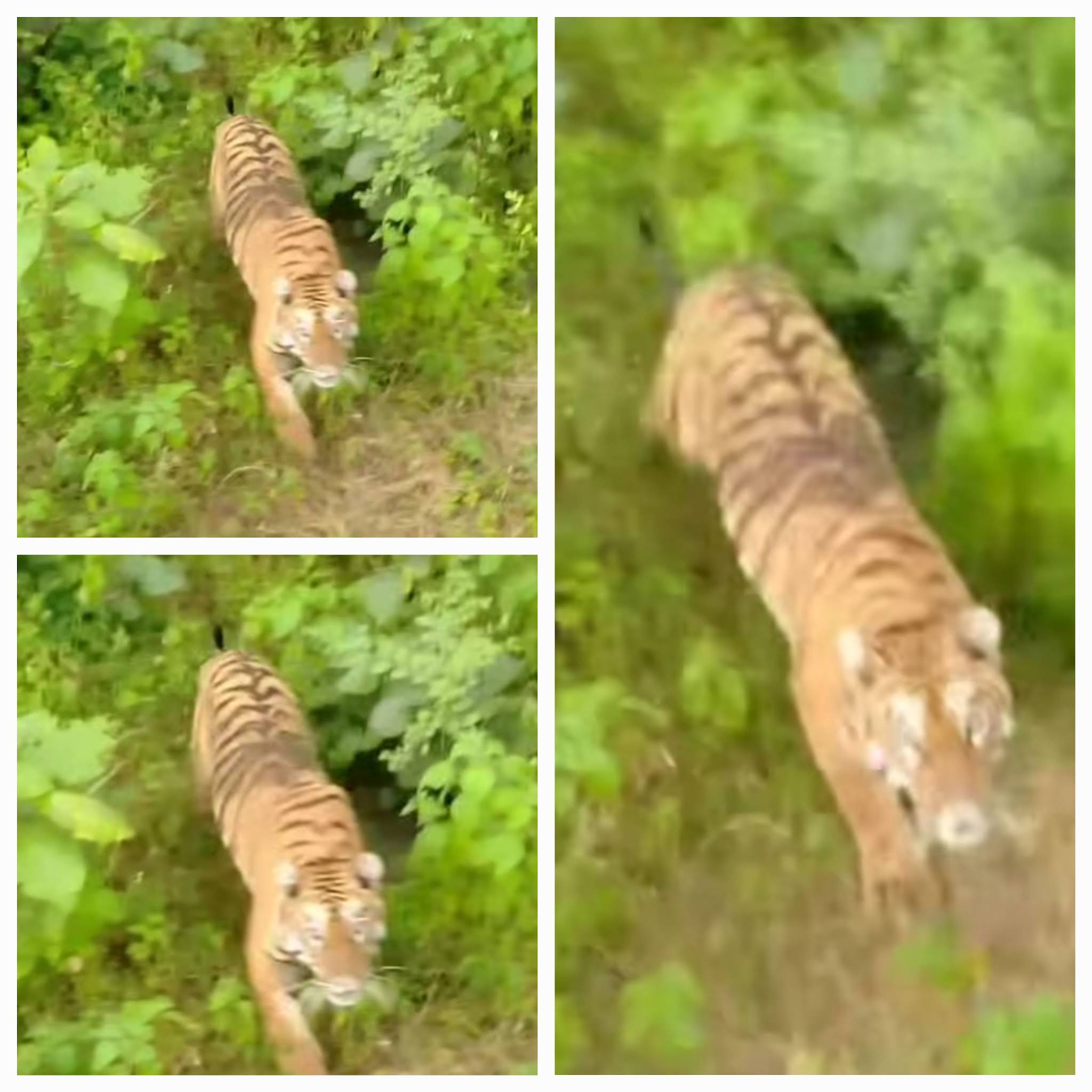 Post from EMPEROR TIGER