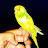 @AadiParrots