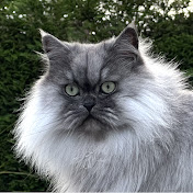 Midas The Persian Cat