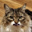 @The_Merchant_Of_Cat
