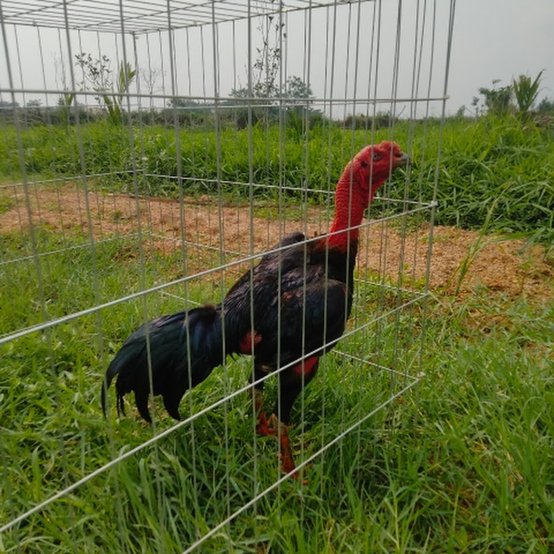 lịch Nguyễn van lịch