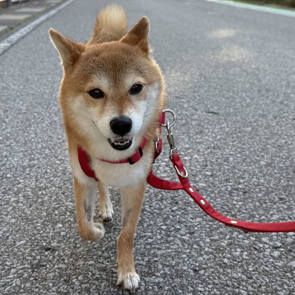 Shiba Inu Fuku & Tom - YouTube