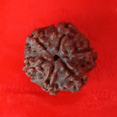 Rudraksh 9 mukhi