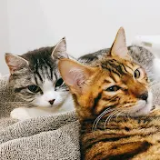 僕ん家の猫