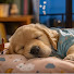 Mz9XM2Hxr9k-channel-avatar-Sweet Dog Music
