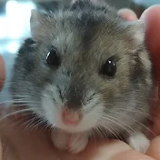 ハム&トイプーピノピクちゃんねる