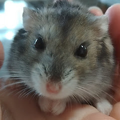 ハム&トイプーピノピクちゃんねる