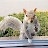 Squirrels at the window