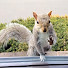 ljlDOR4YLyc-channel-avatar-Squirrels at the window