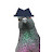 @Pigeon-q5f
