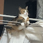 고양이 마찌