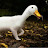 @LuckyDuckyGamesTWW