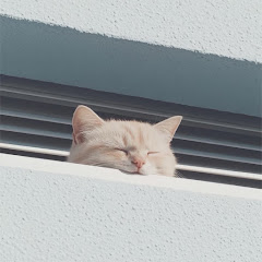 Catlover 