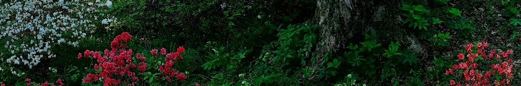 Nessa's Garden of Treasures YouTube-Kanal-Avatar