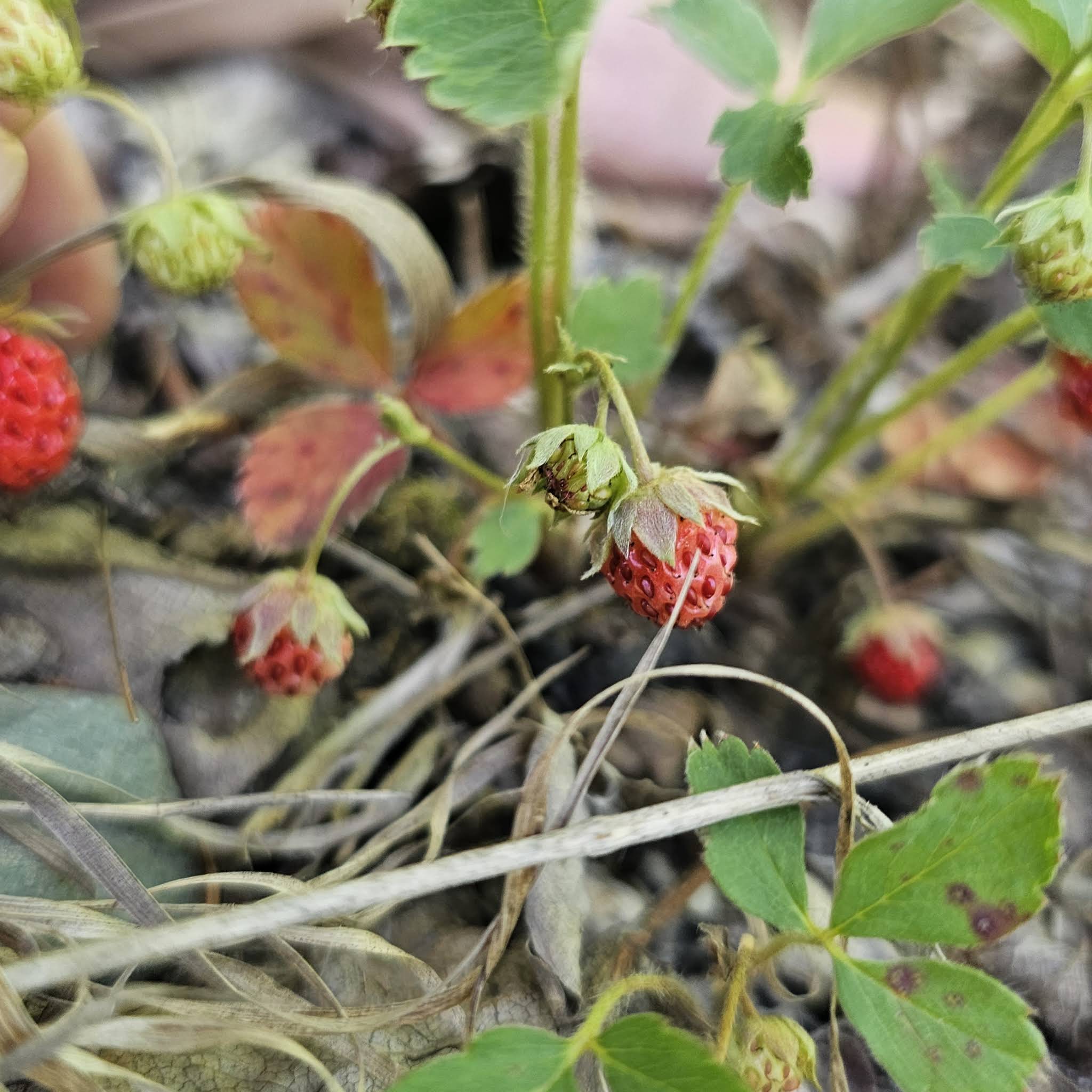  WILD STRAWBERRY 17点セットまとめ売り YouTube