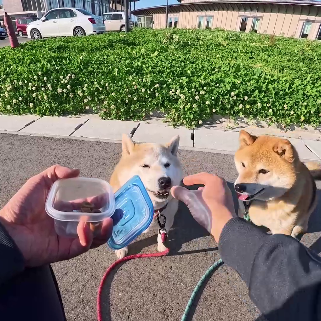 仲良し柴犬♡フライパン YouTube
