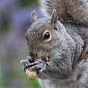 Squirrels of London logo