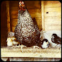 Langley Farm Chickens YouTube Profile Photo