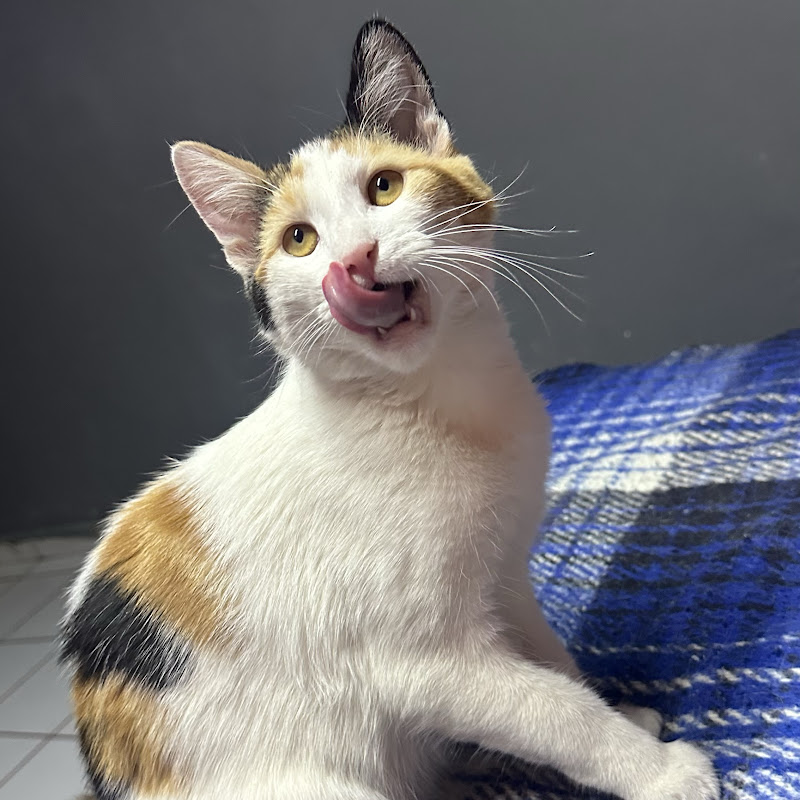 Las aventuras de las michis ♥️