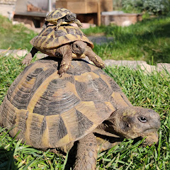 Schildkrötenland Oberpfalz