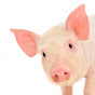 다이어트 찐최종_pig