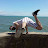 @emiliogato Avatar