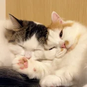 I'm Chibii.←サブ