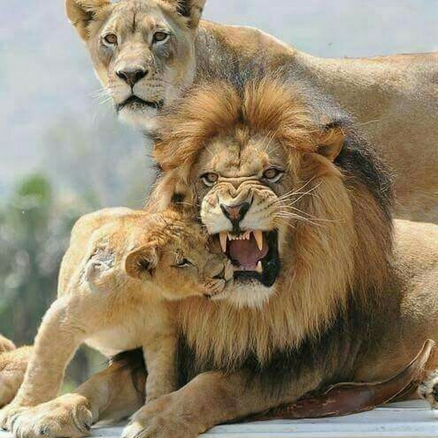 Лев и львица прикол