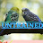 untrained new birds