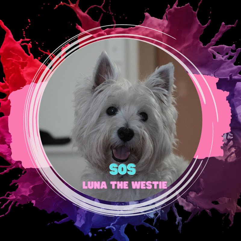 LUNA THE WESTIE