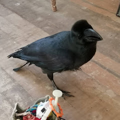 猫とカラスの日常　エミチャンアニマル　daily_life_of_cat_and_crow