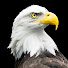 Ek9Vgj_ccVI-channel-avatar-Tribute Flight USA