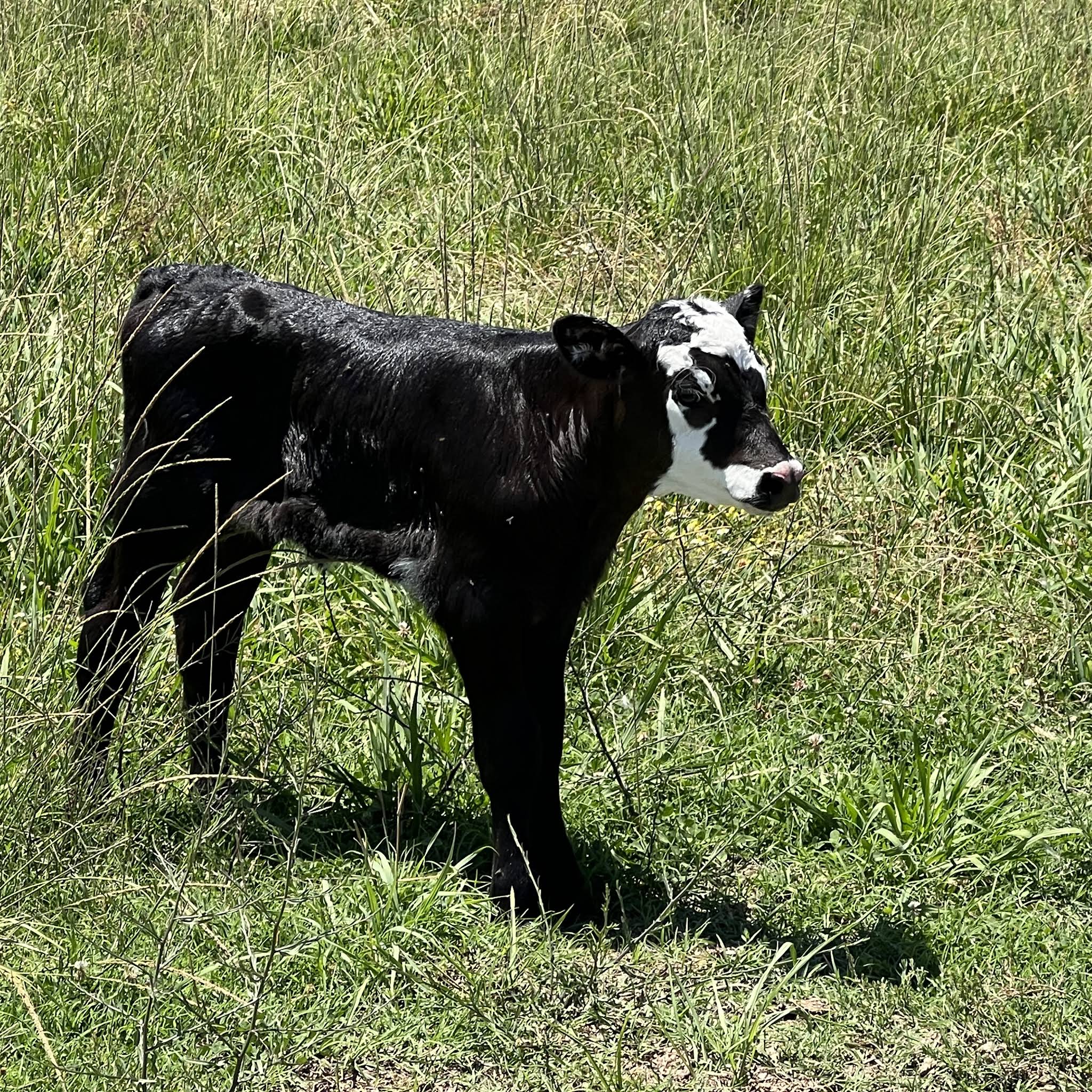 Post from Farmer Tyler Ranch