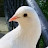 Photo of @pigeonlover.kobutar9253