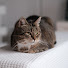 GSVred36YKI-channel-avatar-ねこ日和