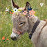 ZXWdBcYP_jk-channel-avatar-Donkey Love Therapy
