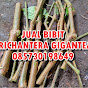 Jual Bibit Trichantera Gigantea - Ketum Ayam  logo