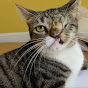 A&C cats rescue 