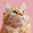 LeyWYGbc5tM-channel-avatar-Funny & Adorable Cat Moments
