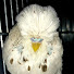tSONaE8wLbM-channel-avatar-Aviario Aviles
