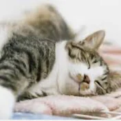 暇なツイドラ速報