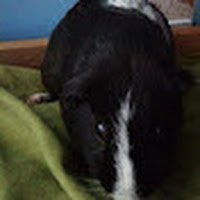 Profile Picture of BertBert Gaming