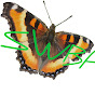 Southern Wisconsin Butterfly Association logo