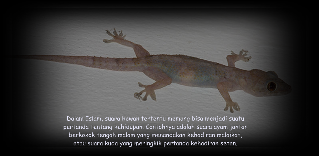 Arti Bunyi Cicak Tokek Menurut Islam Apk